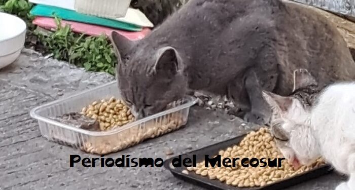 Los gatos pueden recordar a aquellas personas que los tratan con cariño