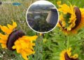 En Chernovil, los mirasoles siguen deformándose por limpiar la tierra de la degradación