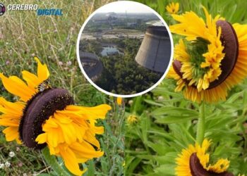En Chernovil, los mirasoles siguen deformándose por limpiar la tierra de la degradación