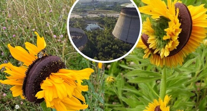 En Chernovil, los mirasoles siguen deformándose por limpiar la tierra de la degradación