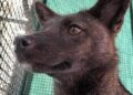 En Brasil descubrieron un híbrido entre perro y zorro