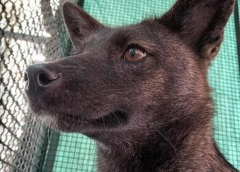 En Brasil descubrieron un híbrido entre perro y zorro
