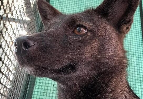 En Brasil descubrieron un híbrido entre perro y zorro