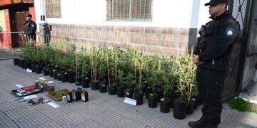 La Policía de la Ciudad detuvo en Nueva Pompeya a dos hombres armados y con antecedentes. Desmanteló un laboratorio de cultivo de marihuana