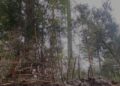 Taló 15 arrayanes protegidos y ahora tendrá que plantar más de 50 árboles nativos