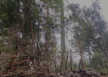 Taló 15 arrayanes protegidos y ahora tendrá que plantar más de 50 árboles nativos