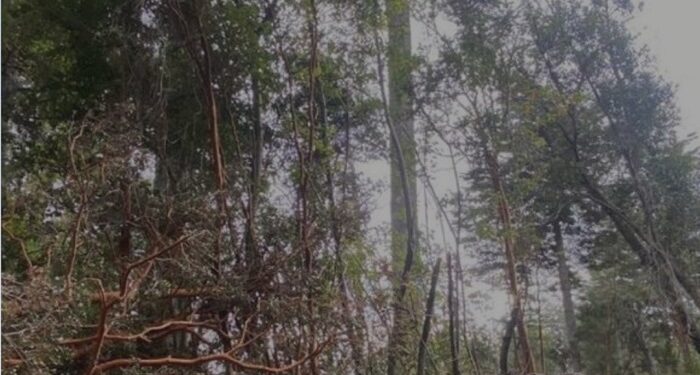 Taló 15 arrayanes protegidos y ahora tendrá que plantar más de 50 árboles nativos
