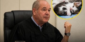Un juez sorprendió al país con una condena inédita para una mujer que abandonó a 35 gatitos.