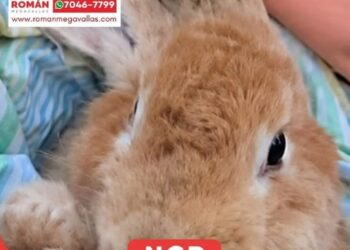 Un conejo fue encontrado en la Huaira tras un mes de estar sepultado entre los escombros