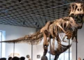 Un esqueleto de T. Rex se vende por un récord de 50,1 millones de dólares en subasta en Nueva York