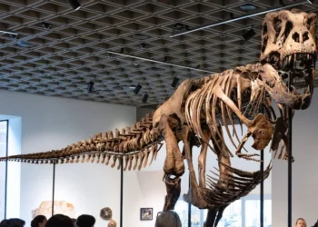 Un esqueleto de T. Rex se vende por un récord de 50,1 millones de dólares en subasta en Nueva York