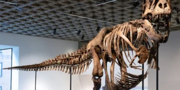 Un esqueleto de T. Rex se vende por un récord de 50,1 millones de dólares en subasta en Nueva York