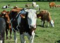 La confianza del campo rebota 14% y vuelve a acercarse a su máximo histórico: mejora el ánimo de los productores, pero la inversión aún espera