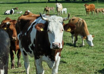 La confianza del campo rebota 14% y vuelve a acercarse a su máximo histórico: mejora el ánimo de los productores, pero la inversión aún espera