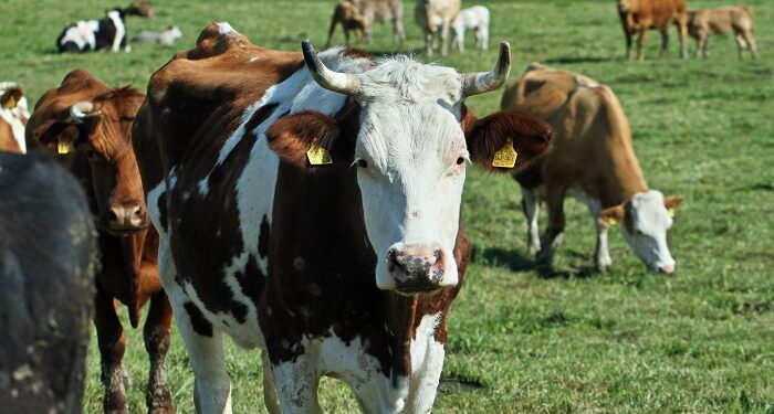 La confianza del campo rebota 14% y vuelve a acercarse a su máximo histórico: mejora el ánimo de los productores, pero la inversión aún espera