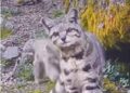 Registran una hermosa gata andina junto a su cría en Perú