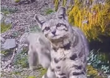 Registran una hermosa gata andina junto a su cría en Perú