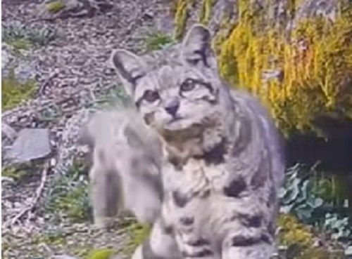 Registran una hermosa gata andina junto a su cría en Perú