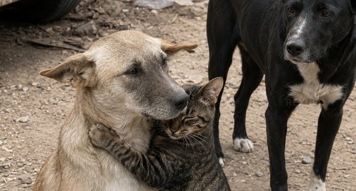 El gesto conmovedor del gatito que se abrazó a su amigo perro