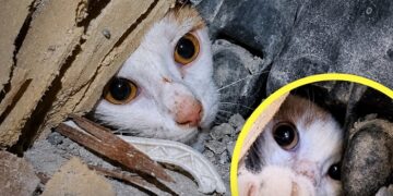 Después de 23 días desaparecida, rescataron en Venezuela, a Luli con vida
