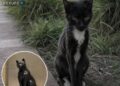 Durante ocho años un gato callejero acompañó a estudiantes de una universidad en Estados Unidos y luego le hicieron una estatua de bronce