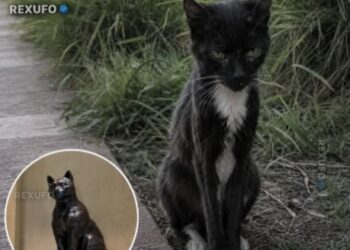 Durante ocho años un gato callejero acompañó a estudiantes de una universidad en Estados Unidos y luego le hicieron una estatua de bronce