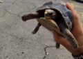 Salvaron a la tortuga que estuvo once días atrapada en La Guaira