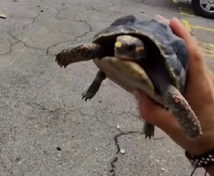 Salvaron a la tortuga que estuvo once días atrapada en La Guaira