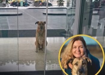 Una azafata alemana adoptó a un perro que siempre la esperaba