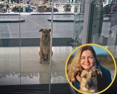 Una azafata alemana adoptó a un perro que siempre la esperaba