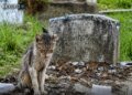 Visitó durante un año la tumba de su dueño y le dejó objetos como premio