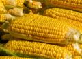 Los granos resisten la baja internacional: en Chicago soja y maíz cayeron 5%, pero el mercado argentino se sostuvo