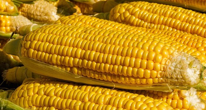Los granos resisten la baja internacional: en Chicago soja y maíz cayeron 5%, pero el mercado argentino se sostuvo