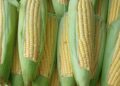 El Crop Tour recorta 17 millones de toneladas al maíz de EE.UU. y eleva la expectativa sobre los precios