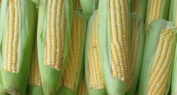 El Crop Tour recorta 17 millones de toneladas al maíz de EE.UU. y eleva la expectativa sobre los precios