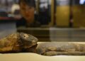 Momias chilenas revelan el virus de la viruela traído por colonizadores