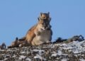 Una de las escenas más tiernas en la Patagonia: una mamá puma juega con su cachorro