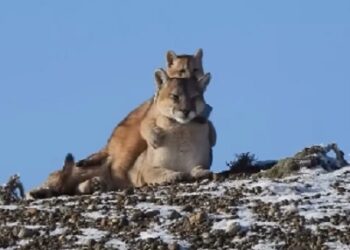 Una de las escenas más tiernas en la Patagonia: una mamá puma juega con su cachorro