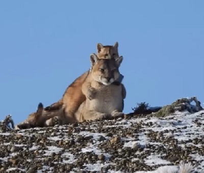 Una de las escenas más tiernas en la Patagonia: una mamá puma juega con su cachorro