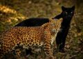 Saaya y Cleopatra: la pantera y el leopardo que establecieron una amistad