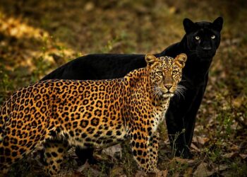 Saaya y Cleopatra: la pantera y el leopardo que establecieron una amistad