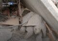 Salvaron a Pascualina, la tortuga que estuvo sepultada por 34 días en los escombros de La Guaira, Venezuela