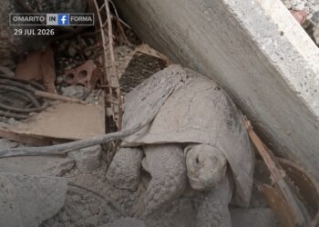 Salvaron a Pascualina, la tortuga que estuvo sepultada por 34 días en los escombros de La Guaira, Venezuela