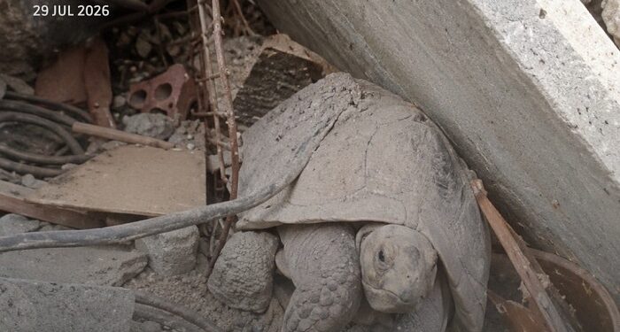 Salvaron a Pascualina, la tortuga que estuvo sepultada por 34 días en los escombros de La Guaira, Venezuela