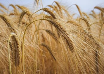 El mercado de granos espera al USDA mientras el trigo argentino podría superar los 20 millones de toneladas