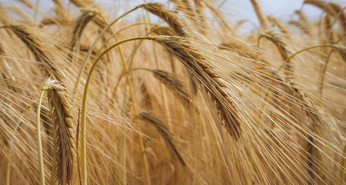 El mercado de granos espera al USDA mientras el trigo argentino podría superar los 20 millones de toneladas
