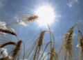 La FAO advierte que la degradación de la tierra de cultivo aumenta