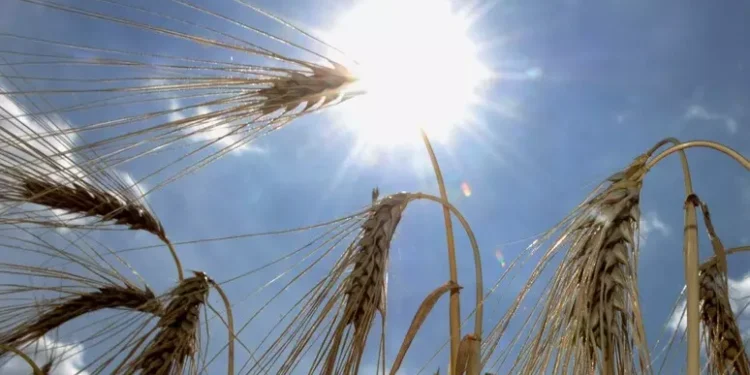 La FAO advierte que la degradación de la tierra de cultivo aumenta