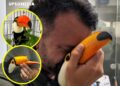 Un tucán herido en su pico volvió a comer gracias a una prótesis 3D