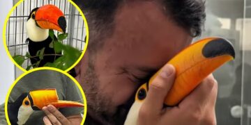 Un tucán herido en su pico volvió a comer gracias a una prótesis 3D
